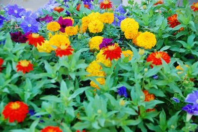 Full frame shot of yellow flowers