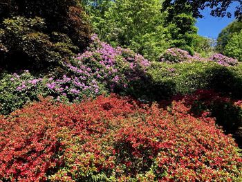 View of flowering plants in garden