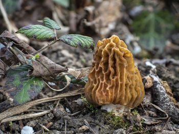Close-up of mushroom growing on field