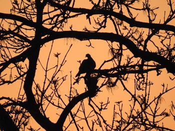 Low angle view of silhouette bird perching on bare tree