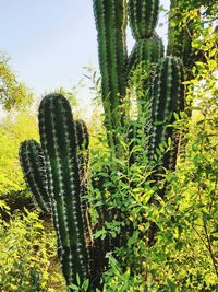 plant