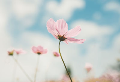 Close-up of pink cosmos flower