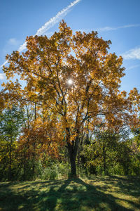 Trees in forest against sky during autumn