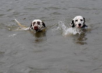 Portrait of dogs swimming in water