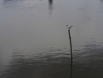 Reflection of trees in water