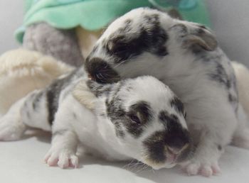 Close-up of rabbits resting on bed