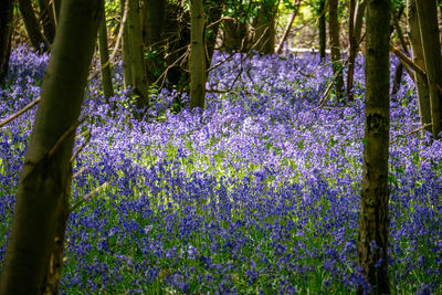 Purple flowers growing on tree