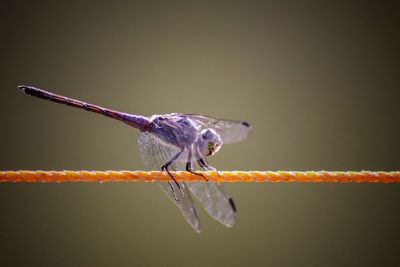 Close-up of butterfly on twig