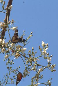 Low angle view of bird perching on tree against blue sky