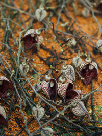 High angle view of dry leaves on field