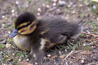 Close-up of bird on field