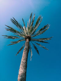 Low angle view of palm tree against clear blue sky