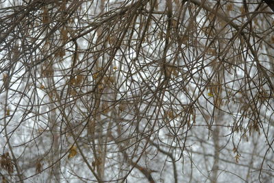 Full frame shot of bare tree