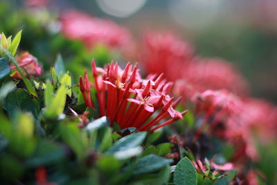 Close-up of red flower