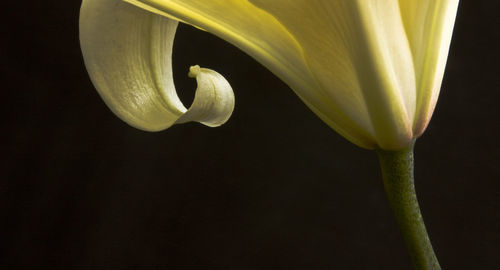 Lily with black background 