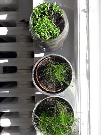 High angle view of potted plants in container