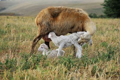 Sheep grazing in a field