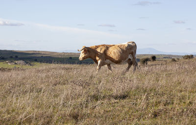 View of cow on field against sky