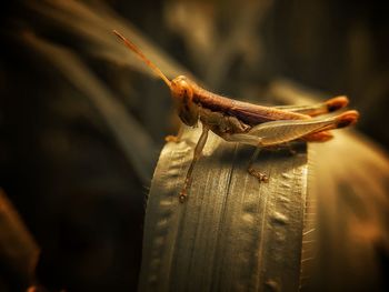 Close-up of insect