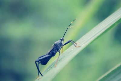 Close-up of insect on leaf