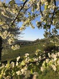 View of white flowering plants on field