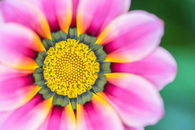 Close-up of pink flower