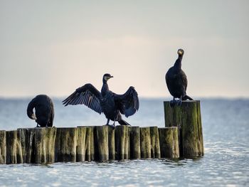 Birds perching on wooden post