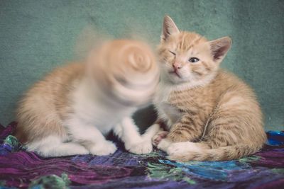 Blurred motion cat shaking head by kitten on bed