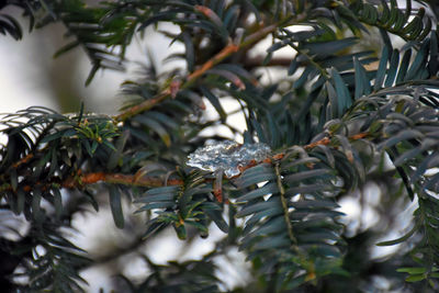 Close-up of leaves in water