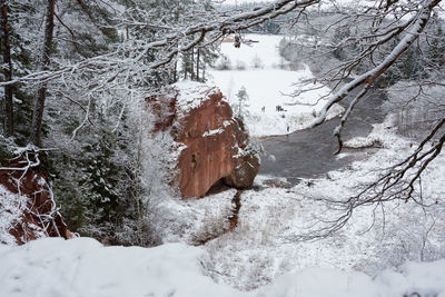 Snow covered land and trees in forest