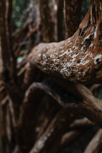 Close-up of tree