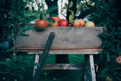 Apples in container on ladder at orchard