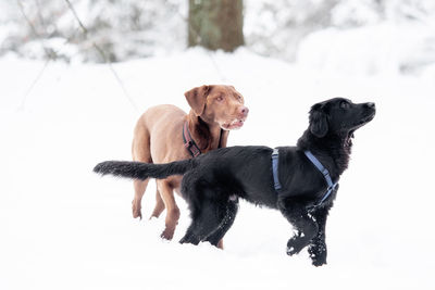 Dog looking away on snow