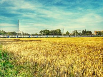 Scenic view of field against sky