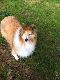 High angle view of dog on field