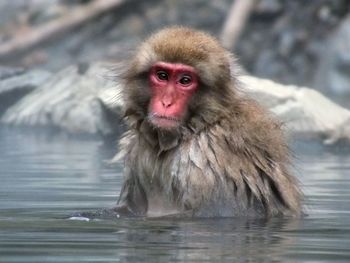 Portrait of monkey