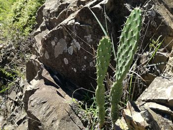 Close-up of plants