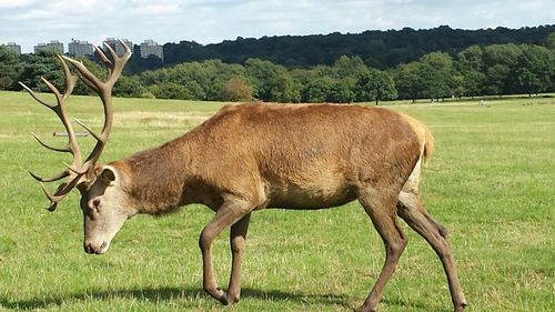 Horses grazing on grassy field
