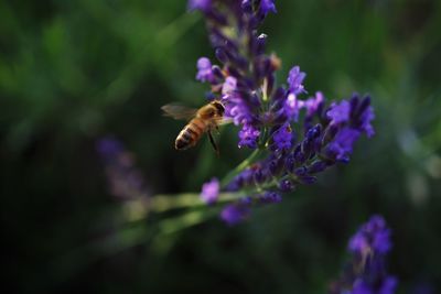 Close-up of bee pollinating on purple flower