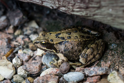 Close-up of lizard on rock