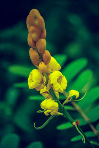 Close-up of yellow flowering plant