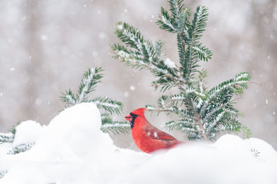 Bird on snow covered tree