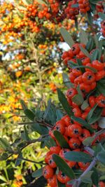 Close-up of red leaves