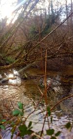 Scenic view of river flowing through trees in forest