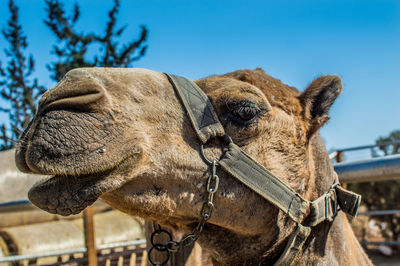 Close-up of a horse against the sky