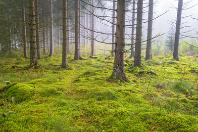 Spruce woodland with green moss on the forest floor