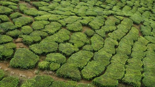 High angle view of corn field