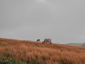 View of a sheep on a field