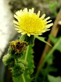 Close-up of yellow flowers