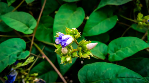 Close-up of purple flowering plant